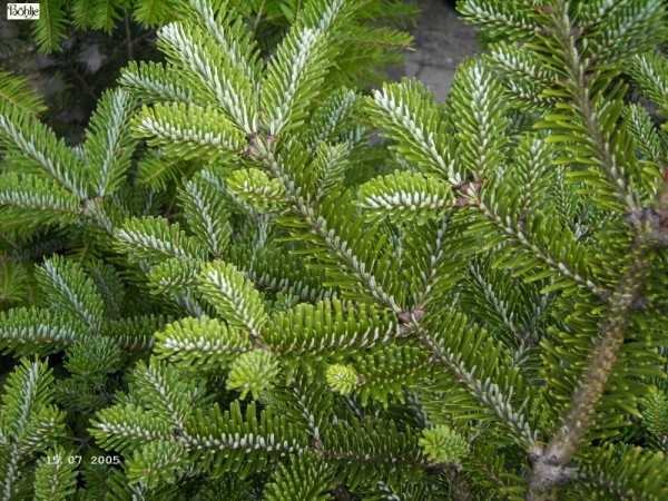 Abies delavayi georgei -Georges China-Tanne-