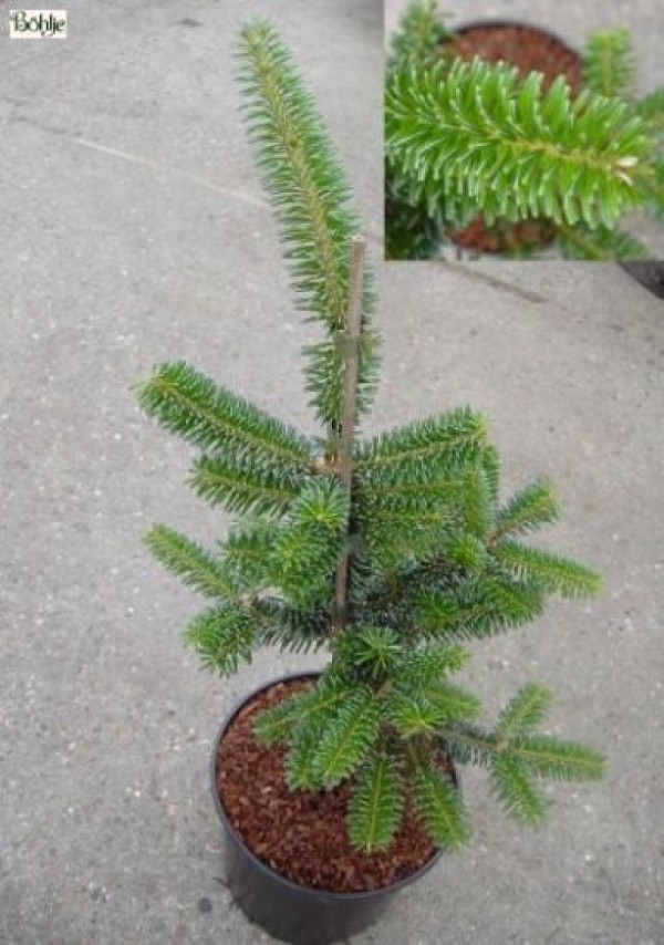 Abies fraseri 'Silver Cristmas'               Böhlje Auslese