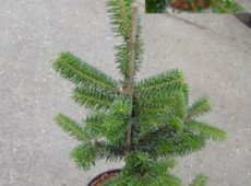 Abies fraseri 'Silver Cristmas'               Böhlje Auslese