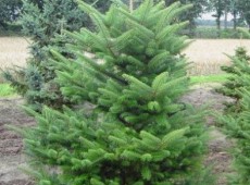 Abies homolepis -Nikkotanne-