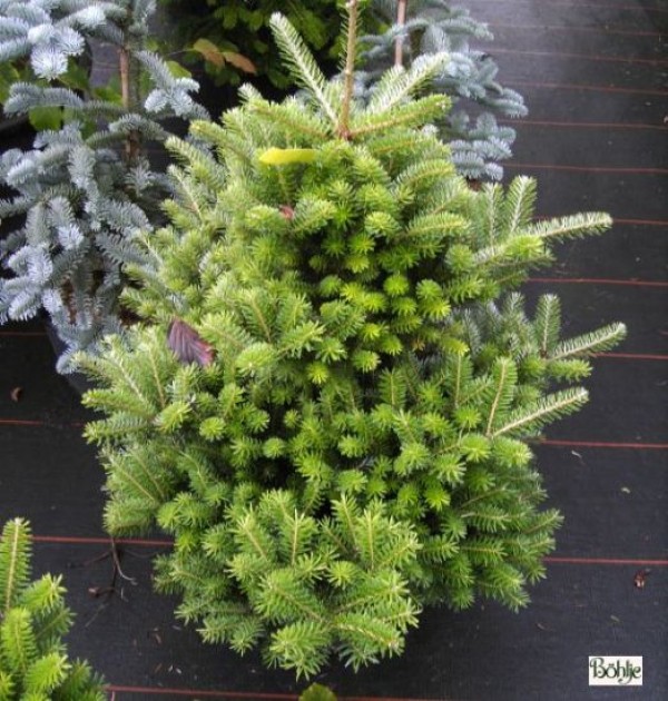 Abies koreana 'Molli' -Koreatanne-