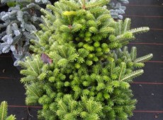 Abies koreana 'Molli' -Koreatanne-