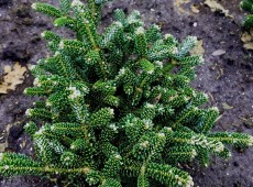 Abies koreana 'Oberon' 