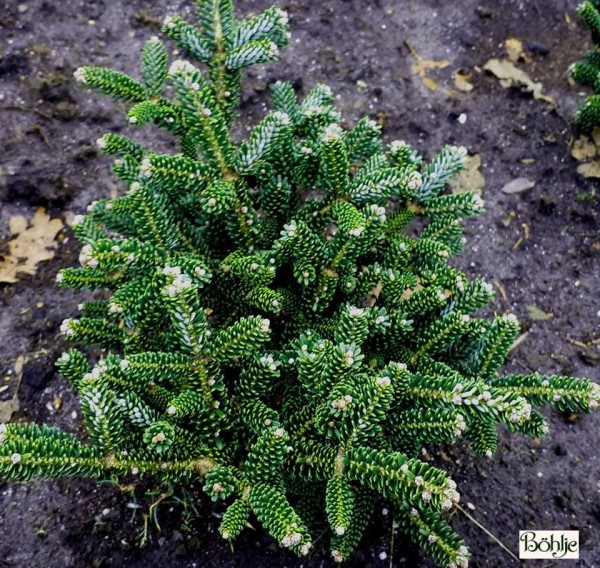 Abies koreana 'Oberon' 