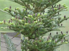 Abies koreana 'Silberlocke' -Koreatanne-