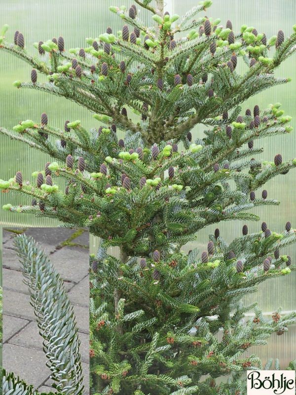 Abies koreana 'Silberlocke' -Koreatanne-