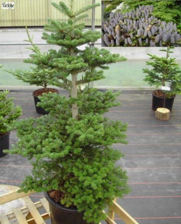 Abies koreana 'Tropfstein'               Böhlje Auslese