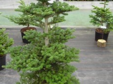 Abies koreana 'Tropfstein'               Böhlje Auslese