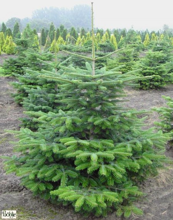 Abies nordmanniana -Nordmannstanne-