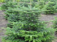 Abies nordmanniana -Nordmannstanne-