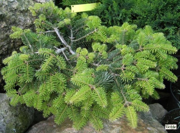 Abies nordmanniana 'Barabits Compact'