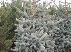 Abies pinsapo 'Glauca' -spanische Tanne-