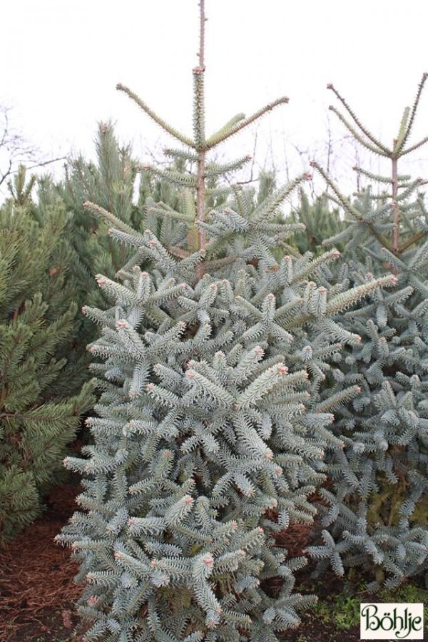 Abies pinsapo 'Glauca' -spanische Tanne-