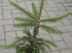 Abies pinsapo 'Kelleriis' -silberblaue, spanische Tanne-