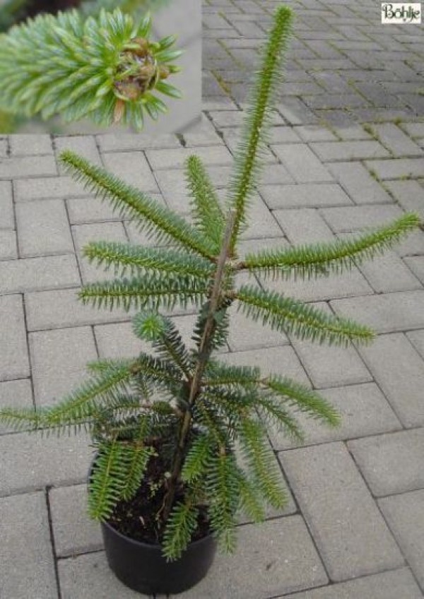 Abies pinsapo 'Kelleriis' -silberblaue, spanische Tanne-