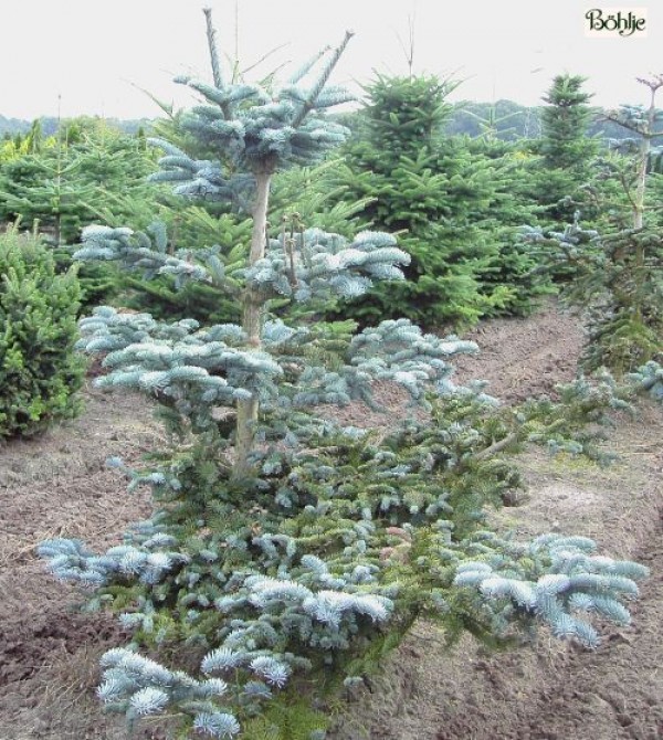 Abies procera 'Glauca' -Edeltanne / Blautanne-