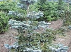 Abies procera 'Glauca' -Edeltanne / Blautanne-