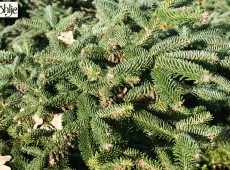 Abies cephalonica 'Meyer's Dwarf' -griechische Zwergtanne-