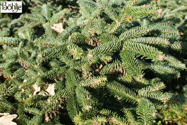 Abies cephalonica 'Meyer's Dwarf' -griechische Zwergtanne-