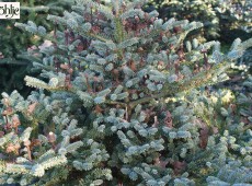 Abies koreana 'Blue Emperor'