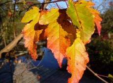 Acer ginnala -Feuerahorn-
