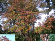 Acer griseum -Zimtahorn-