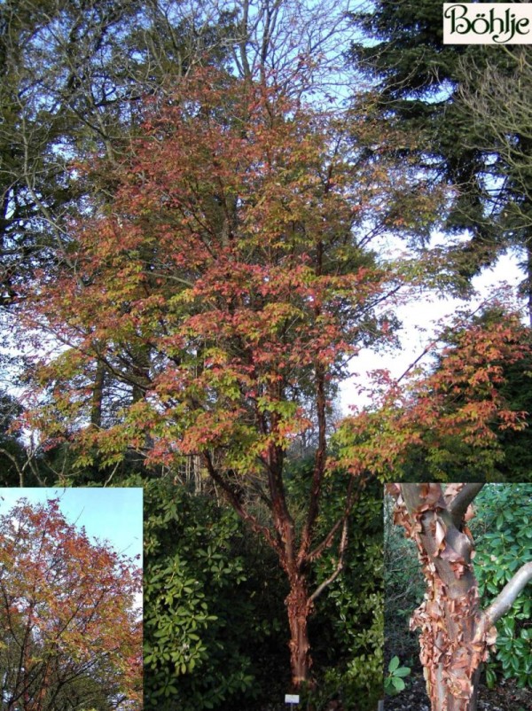 Acer griseum -Zimtahorn-