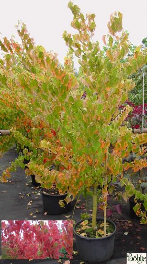 Acer davidii ssp. grosseri 