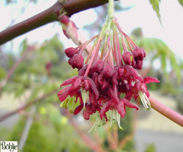 Acer japonicum 'Aconitifolium' -japanischer Feuerahorn / eisenhutblättriger Ahorn-