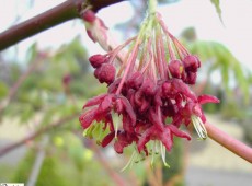Acer japonicum 'Aconitifolium' -japanischer Feuerahorn / eisenhutblättriger Ahorn-
