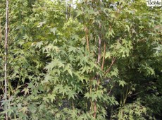 Acer palmatum -japanischer Fächerahorn-