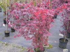 Acer palmatum 'Atropurpureum' -roter Fächerahorn-