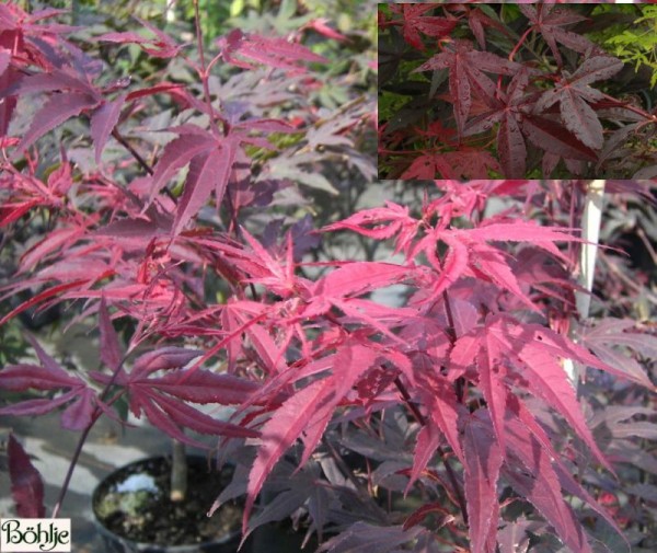 Acer palmatum 'Bloodgood' -dunkelroter Fächerahorn-