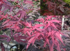 Acer palmatum 'Bloodgood' -dunkelroter Fächerahorn-