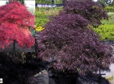 Acer palmatum 'Garnet' -dunkelroter Fächerahorn-