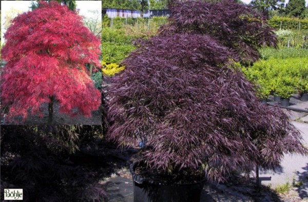 Acer palmatum 'Garnet' -dunkelroter Fächerahorn-