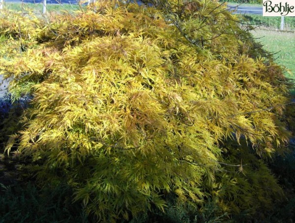 Acer palmatum 'Dissectum' -grüner Fächerahorn-