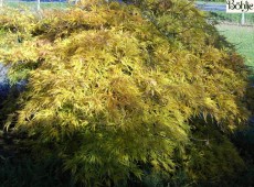 Acer palmatum 'Dissectum' -grüner Fächerahorn-