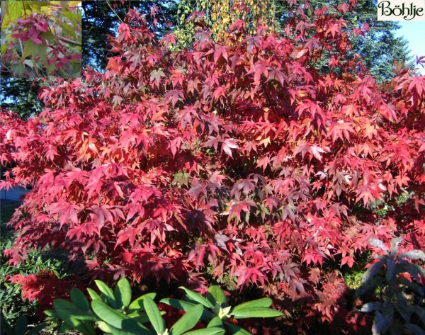 Acer palmatum 'Osakazuki' -Fächerahorn-