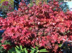 Acer palmatum 'Osakazuki' -Fächerahorn-