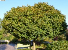Acer platanoides 'Globosum' -Kugelahorn-