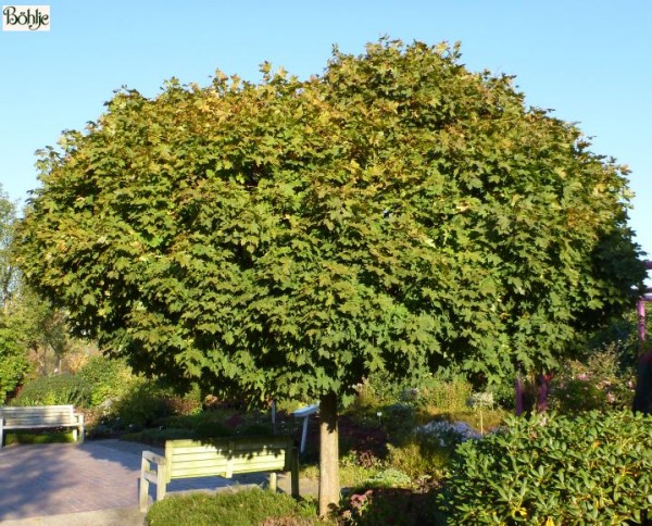 Acer platanoides 'Globosum' -Kugelahorn-