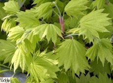 Acer shirasawanum 'Aureum' -Goldahorn-