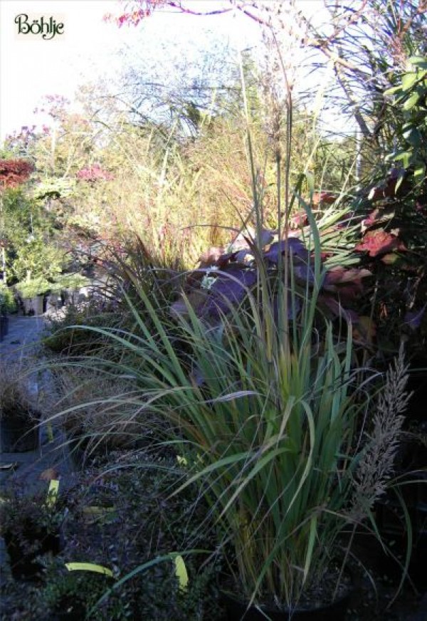 Achnatherum calamagrostis -Föhngras-