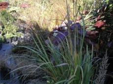 Achnatherum calamagrostis -Föhngras-