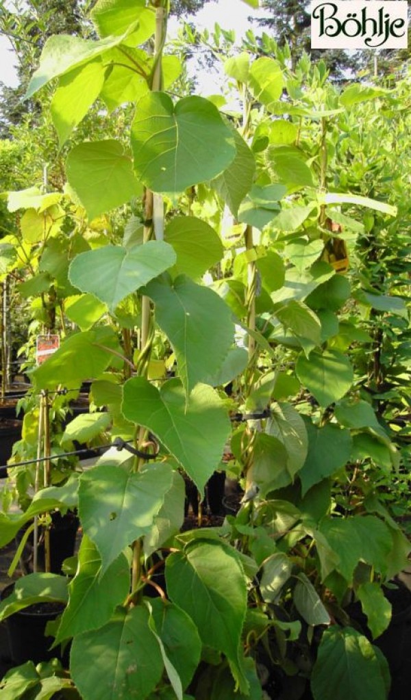 Actinidia chinensis 'Jenny' -Kiwi-