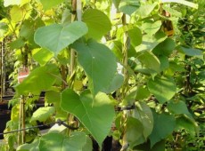 Actinidia chinensis 'Jenny' -Kiwi-