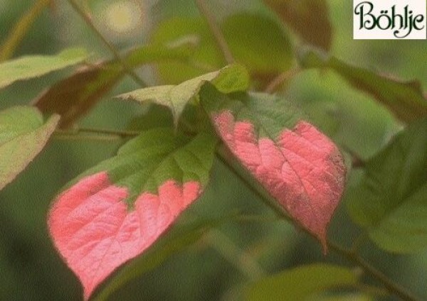 Actinidia kolomikta -Schmuckblatt - Kiwi-