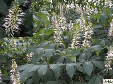 Aesculus parviflora -Strauchkastanie-