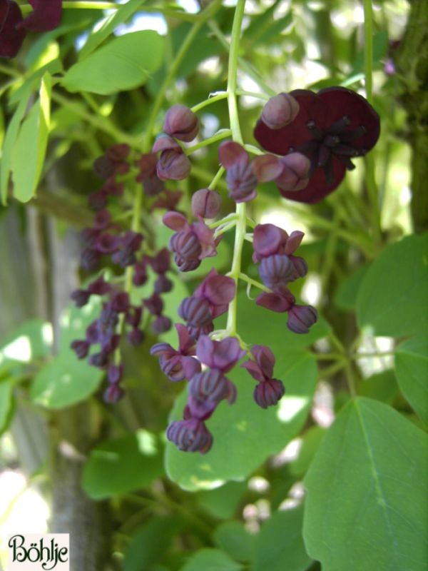 Akebia quinata -Akebie / Klettergurke-